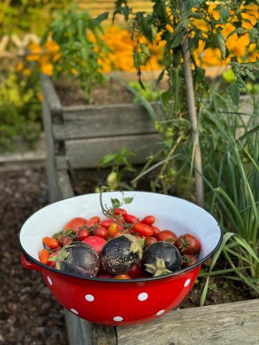 a red bowl of tomatoes sitting on a table at Homestead at Stefka's in Mokronog