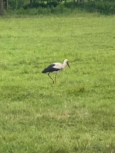 a bird walking in a field of grass at Biebrzańska Przystań 3 in Goniadz