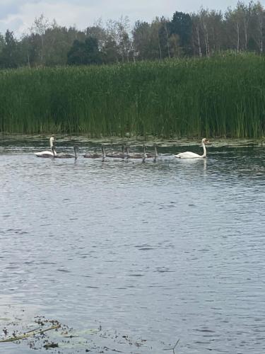 a group of swans swimming in the water at Biebrzańska Przystań 3 in Goniadz