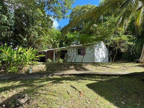 a house with a palm tree in the yard at Gwada Rêves in Sainte-Anne