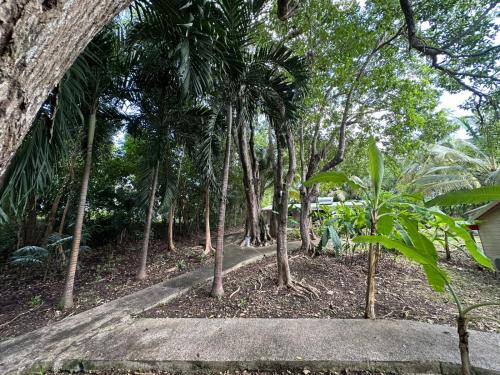 a path in the middle of a forest of palm trees at Gwada Rêves in Sainte-Anne