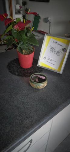 a book and a potted plant on a counter at At lilac, Jeffreys Bay, cottage for 2 in Jeffreys Bay