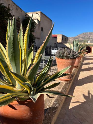 a row of potted plants sitting on a ledge at Riad Hanael Garden & Spa in Fès