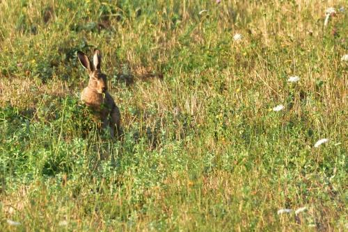 a rabbit standing in a field of tall grass at Casa Campomonte in Poppi