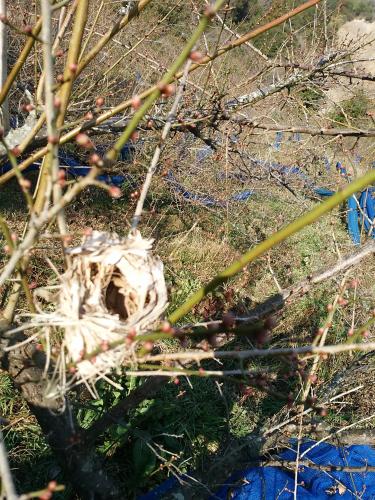 a branch of a tree with a bunch of berries at Mirai Noen in Tanabe