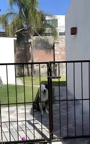 a white dog sitting behind a gate at Country Club en Capala in Chapala