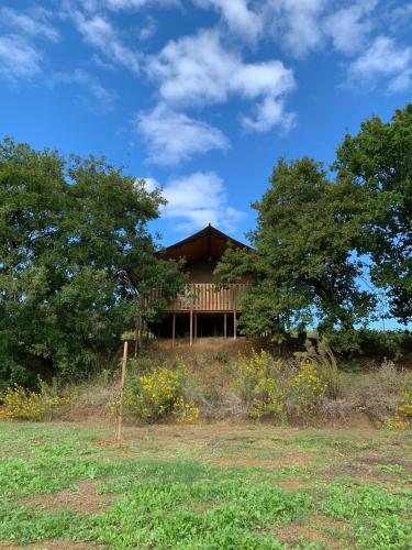 a house on top of a hill with trees at Glamping Podere Angiotto LODGE QUERCIA in Magliano in Toscana