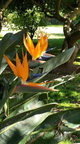 a group of yellow flowers on a plant at Hotel Rancho Las Margaritas in Valle de Bravo