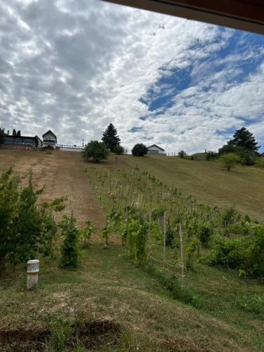 a field with a bunch of vines in a field at das haus - kisház a völgyben in Tarján