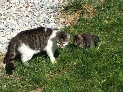 a cat standing in the grass next to a kitten at Untersteinhof in Mittersill