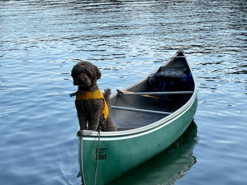 a dog sitting in a boat in the water at Thetis Island Get Away Cottage in North Galiano
