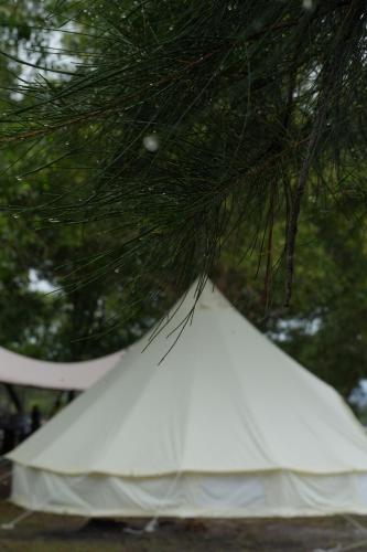 a white tent sitting under a pine tree at Curve56 in Tuaran