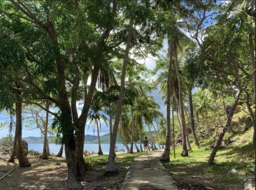 a path through a forest of palm trees next to the beach at Basio's Place Tourist Inn by RedDoorz in San Vicente