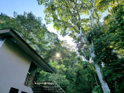 a view of a tree from the side of a house at Cool Waters Jungle Villas in Uvita