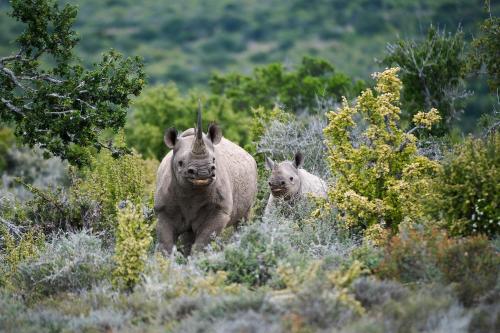 two rhinos walking through a field of tall grass at Kwandwe Private Game Reserve - Great Fish River Lodge in Grahamstown
