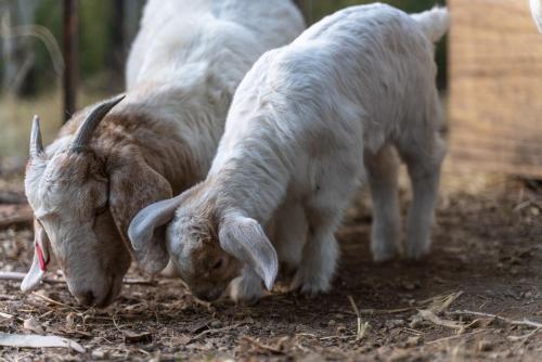 two goats standing next to each other on the ground at Luxury Cabin Bawley Ridge Farm, dog friendly in Termeil