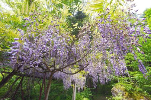 a tree covered in purple flowers in a garden at Kitakaruizawa Isshoan ~北軽井沢 一菖庵~ in Tsumagoi