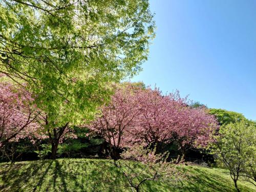 a group of trees with pink flowers on a hill at Mieux Forest in Uenohara