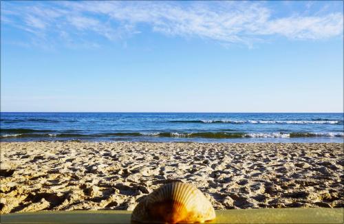 a shell sitting on a beach with the ocean at Casa da Praia - Manta Rota in Manta Rota