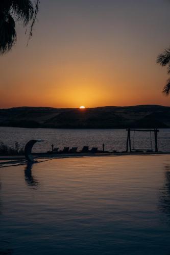 a dolphin swimming in the water at sunset at Seti Abu Simbel Lake Resort in Abu Simbel