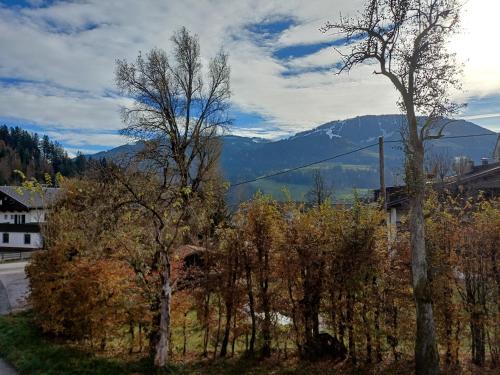 a group of trees with mountains in the background at Apartment Alpenland in Scheffau am Wilden Kaiser