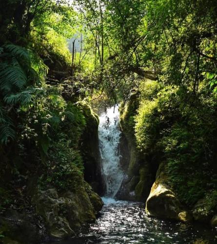 a waterfall in the middle of a forest at Sheetal Restaurant in Mussoorie