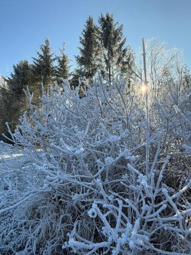 a bush covered in snow with trees in the background at Esterer in Grödig