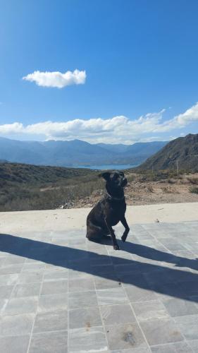 a black dog sitting on the ground with its shadow at Casa MoodSpot Potrerrillos vistas 360 in Cacheuta