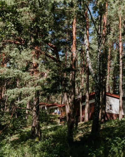 a house in the middle of a forest of trees at Ośrodek Wypoczynkowy Świerkocin in Świerkocin