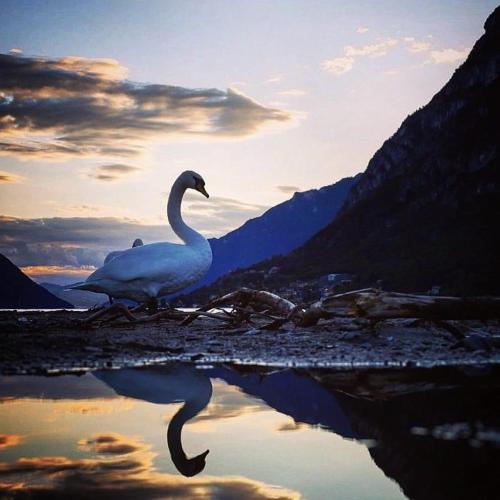 a swan standing next to a body of water at Il Giardino di Lilly in Porlezza