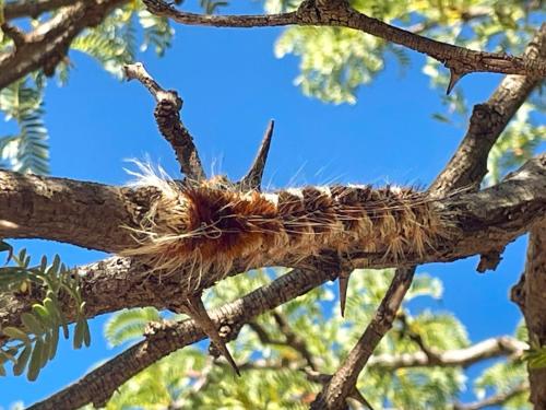 a nest on a tree branch at Gecko Accommodation in Hotazel