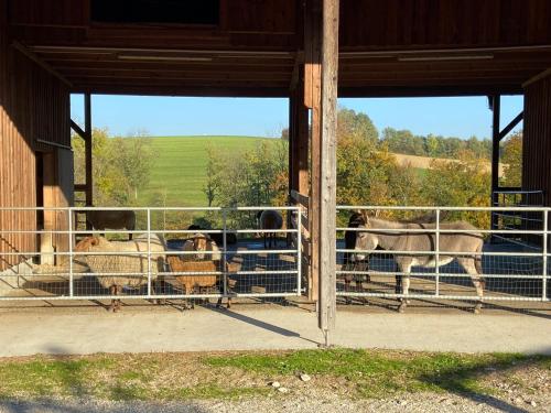 a group of cows in a pen in a barn at Esperanzahof in Oberndorf an der Melk