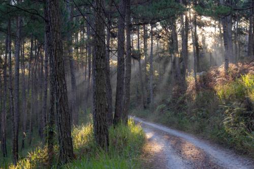 una strada sterrata in mezzo a una foresta di Family house - stay on pine hill Dalat a Xuan An