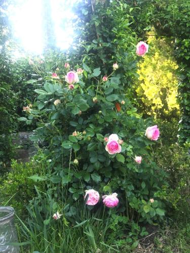 a bunch of pink roses growing on a bush at Il Giardino e la Dimora in Bomarzo