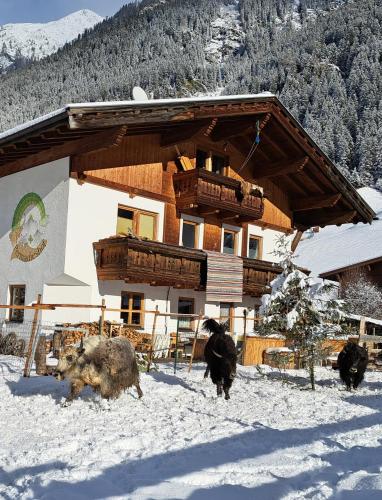 um grupo de animais parados na neve em frente a um prédio em Permadieshof L em Sankt Leonhard im Pitztal