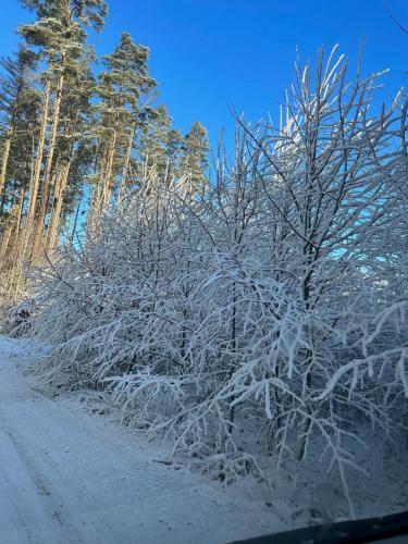 a tree covered in snow on a dirt road at Domki pod Aniołem in Huta
