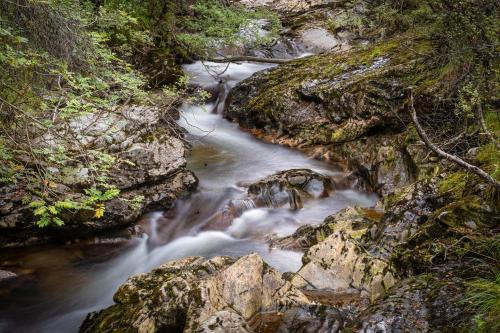 a stream in a forest with rocks and trees at Crianlarich Youth Hostel in Crianlarich