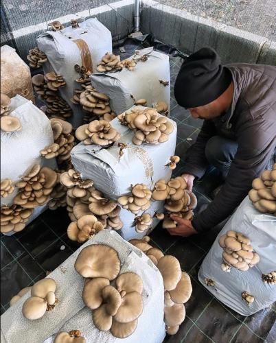 a man standing next to a table full of mushrooms at Agriturismo Il Riccio in Monticchio