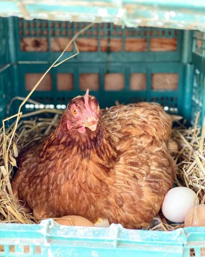 a brown chicken sitting in a nest with eggs at Agriturismo Il Riccio in Monticchio