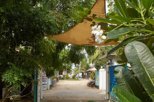a banana hanging from a tree next to a street at Surf &Turf Arugam Bay in Arugam Bay