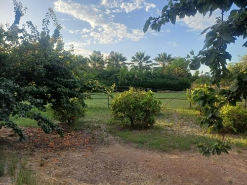 a garden with trees and bushes in a field at PARCELA en MELIPILLA in Melipilla