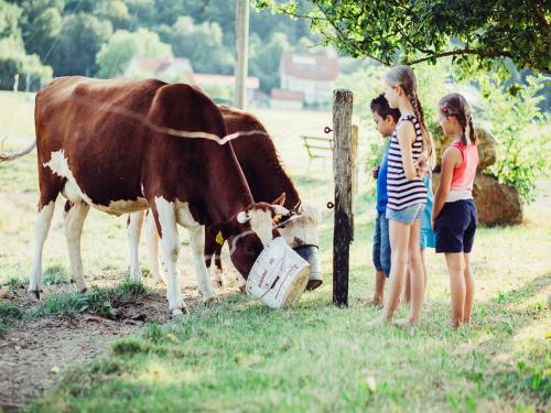 Animales en la casa de huéspedes o alrededores