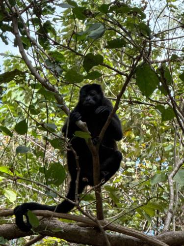 a gorilla sitting on top of a tree at Colonial Guanacaste Villas in Guanacaste