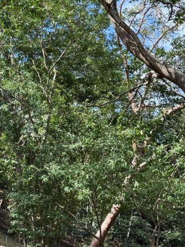 a tree with green leaves in a forest at Colonial Guanacaste Villas in Guanacaste