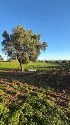 a tree in the middle of a field with a bench at Quinta Castor in Vila Nova De Cacela