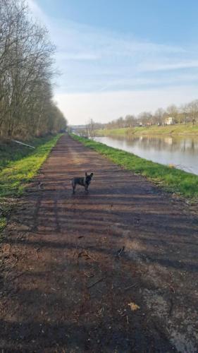 a cat standing on a dirt road next to a river at ULALA CHARLEROI AIRPORT Bruxelles in Pont-à-Celles