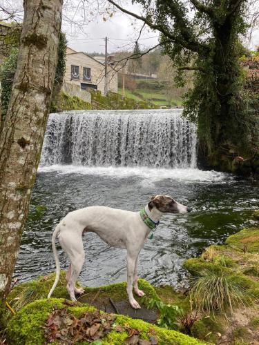 a dog standing in front of a waterfall at Pension A Casiña D,avoa Oseira in Osera