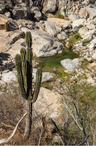 a cactus in the middle of a rocky field at Rancho Ecológico Sol De Mayo in Romerillal