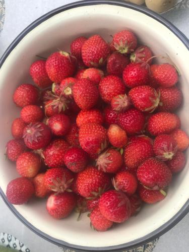 a bowl of strawberries sitting on a table at Domek Walentinki in Rogacze