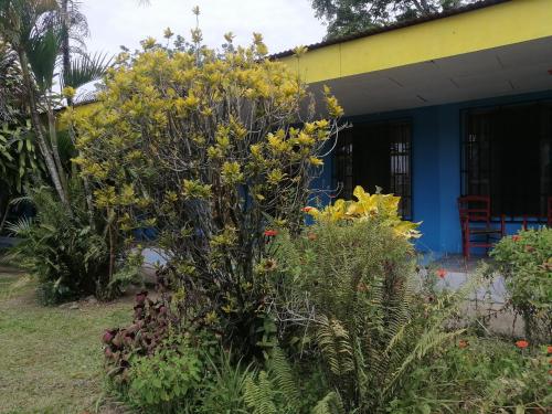 Gallery image of RoomsMagisPalmera in Cahuita